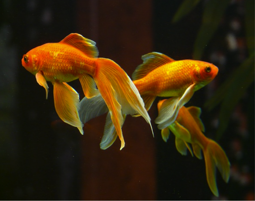 goldfishes